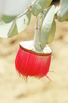 Robbie Goodall Photography Prints: Pink and Yellow Eucalyptus Gum Blossom
