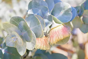 : Pink & Yellow Eucalyptus Gum Blossom