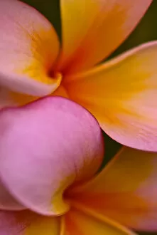 Images Dated 24th January 2016: Pink Yellow Flower