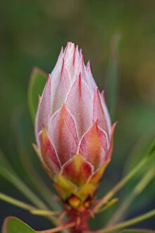 Images Dated 24th August 2013: Pink and Yellow Protea Bud Against a Natural Background