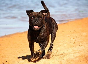 Dogs Collection: Pit bull on the beach