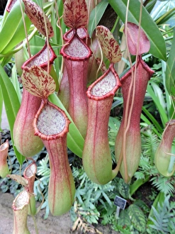 Pitcher Plant Pitcher Plant