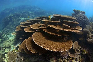 Images Dated 26th February 2014: Place Corals