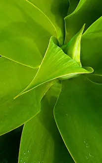 Flower And Plant Prints: Plant Patterns from above