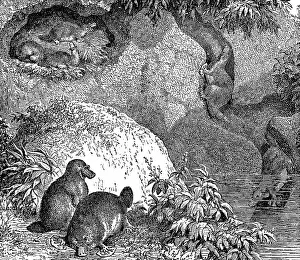 Australia's Rich History Prints: Platypuses (Ornithorhynchus Anatinus) and Burrow - 19th Century