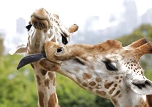 Images Dated 2008 December: Playful Giraffes
