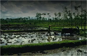 Indonesia Prints: Ploughing the rice fields with Water Buffalo in the traditional way