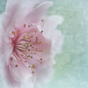 Images Dated 22nd February 2012: Plum blossom
