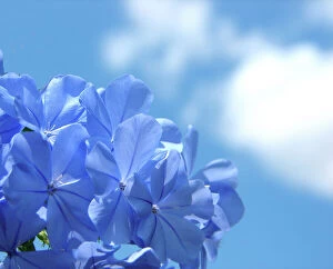 Louise Docker Photography Collection: Plumbago against the sky
