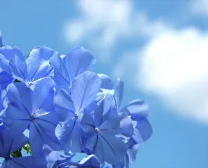 <b class=qtipBold><figcaption>Plumbago against the sky</figcaption></b><br>Plumbago<br><em>© Copyright 2006 Louise Docker</em> Plumbago against the sky