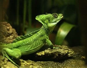 Lizards Collection: Plumed Basilisk