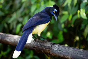 The Plush-Crested Jay at Iguazu Falls, Brazil, South America