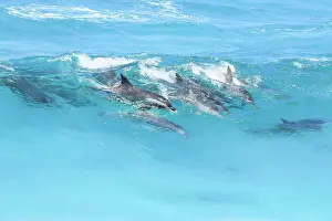 John White Photos Prints: Pod of dolphins in the surf. Eyre Peninsula. South Australia