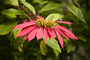 Poinsettia Flower on Lord Howe Island