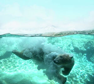 Colin Anderson Collection: Polar Bear Arctic Dive