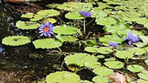 Images Dated 26th October 2020: Pond Flowers