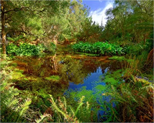 Images Dated 31st July 2012: Pond in the Pegarah forest, King Island, Bass Strait, Tasmania, Australia