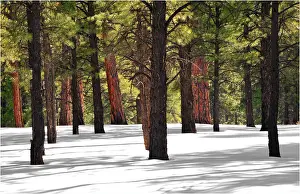 Images Dated 6th January 2010: Pondersoa Pines, Arizona, south western United States of America