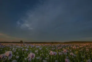 Crop Prints: Poppies at dusk