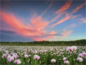Images Dated 1st July 2013: Poppies at dusk, Dorset, England, United Kingdom