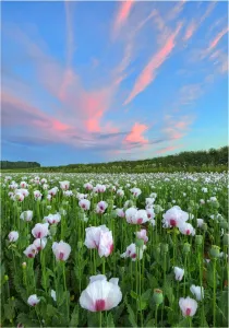 Vertical View Vertical Prints: Poppy field at dusk in Dorsets beautiful countryside, England, United Kingdom