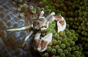 Images Dated 2nd December 2011: Porcelain crab on anemone