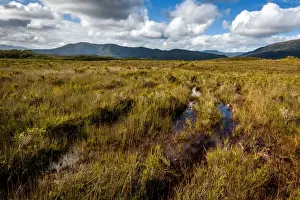 Port Davey track at Melaleuca Plains, Southwest Tasmania