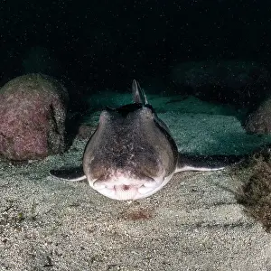 Prints of Shark Discover the beauty and vulnerability of Australia's sharks: Port Jackson shark close up, Jervis Bay, NSW