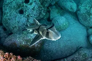 Prints of Shark Discover the beauty and vulnerability of Australia's sharks: Port Jackson shark, Jervis Bay, NSW