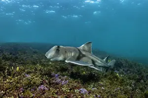 Prints of Shark Discover the beauty and vulnerability of Australia's sharks: Port Jackson shark swimming over coral reef