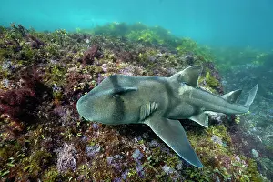 Prints of Shark Discover the beauty and vulnerability of Australia's sharks: Port Jackson shark swimming over coral reef