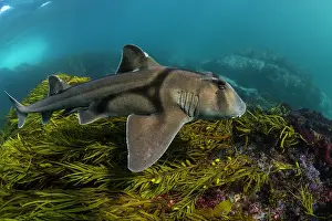 Images Dated 2024 May: Port Jackson shark swimming over sea grass, Montague Island, NSW