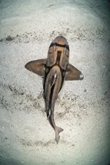 Prints of Shark Discover the beauty and vulnerability of Australia's sharks: Port Jackson shark view from above, Jervis Bay Marine Park