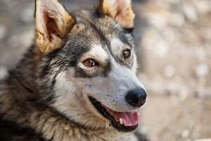 Images Dated 15th August 2015: Portrait of an Alaskan Husky (Sled Dog) in Yukon, Canada, North America