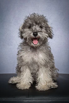 Images Dated 27th September 2019: Portrait of a Bichon Frise x Miniature Schnauzer puppy looking at the camera on a gray