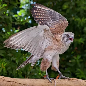 Portrait of a Brown Falcon (Falco berigora) - Bird of Prey - Australia