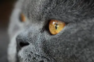Alertness Prints: Portrait of a Cat