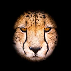 <b class=qtipBold><figcaption>Portrait of a Cheetah</figcaption></b><br>Artistic portrait of a Cheetah - close up, square crop, heavy vignette Portrait of a Cheetah