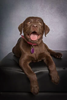 Images Dated 27th September 2019: Portrait of a chocolate brown Labrador Retriever Puppy looking at the camera on a gray