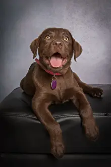 Images Dated 2019 September: Portrait of a chocolate brown Labrador Retriever Puppy looking at the camera on a gray