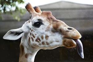 Images Dated 27th April 2011: Portrait of Giraffe with tongue out