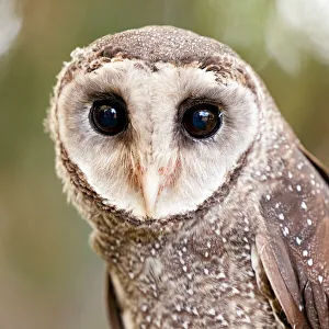 Portrait of a Greater Sooty Owl - Australia Portrait of a Greater Sooty Owl - Australia