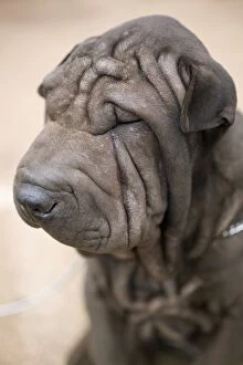 Images Dated 31st July 2014: Portrait of a Shar-Pei dog, close-up