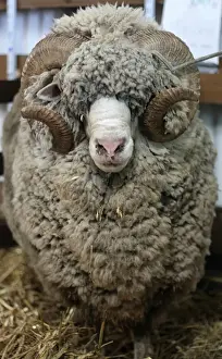 Portrait of Sheep