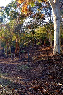 A portrait shot of a country scene amongst the gumtrees in Perth Western