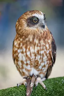 Portrait of a Southern Boobook Owl - Australia