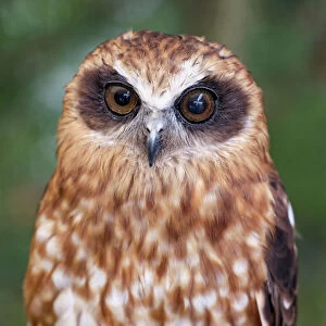Images Dated 4th February 2021: Portrait of a Southern Boobook Owl - Australia