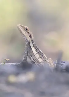 Fauna Prints: Portrait of a wild Burns dragon (Amphibolurus burnsi) in leaf litter and wooded background