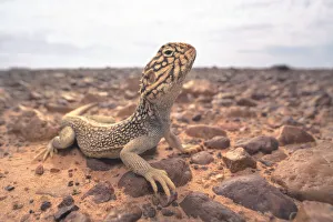 Portrait of a wild Central Netted Dragon (Ctenophorus nuchalis) from stony, gibber plains of inland Australia Portrait of a wild Central Netted Dragon (Ctenophorus nuchalis) from stony, gibber plains of inland Australia