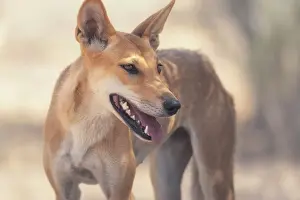 Native Prints: Portrait of a wild dingo (Canis lupus dingo) from inland South Australia in dappled sunlight